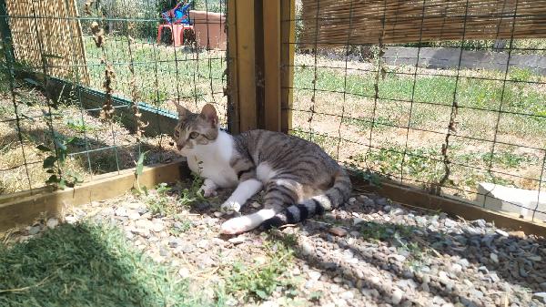 VLADIMIR: DOLCISSIMO MICIO DI 1 ANNO E MEZZO CERCA FAM. Foto 5